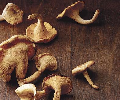 Organic Hand Picked Mushroom (dried)