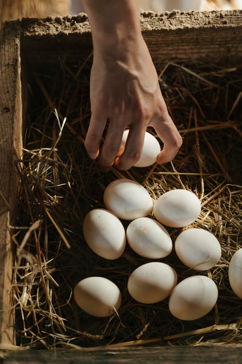 Half a dozen Organic Free Range Guinea Fowl Eggs
