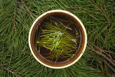 Organic Hand Picked Pine Needle Tea